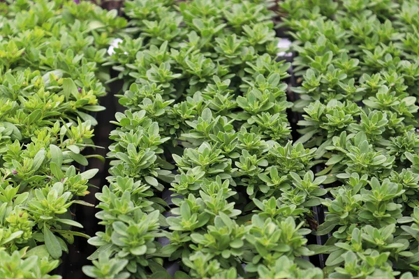 Fileiras de Milhões de Sinos plantas crescendo em bandejas de plântulas — Fotografia de Stock