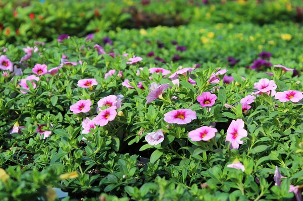 Tables full of Calibrachoa flowers growing in various colors — Stock Photo, Image