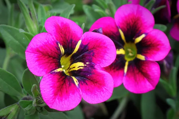 Makro nézet rózsaszín és sötét középpontú Calibrachoa növekvő — Stock Fotó