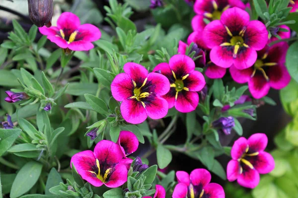 Detailní záběr fialové a fialové květy kalibrachoa v květu — Stock fotografie