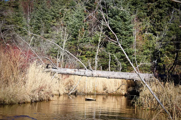 Sada houpaček postavená nad vodou v malé řece — Stock fotografie