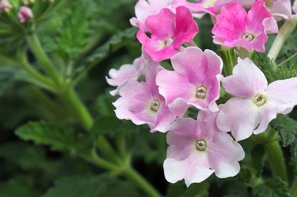 Makro růžové a bílé jemné verbena květy — Stock fotografie