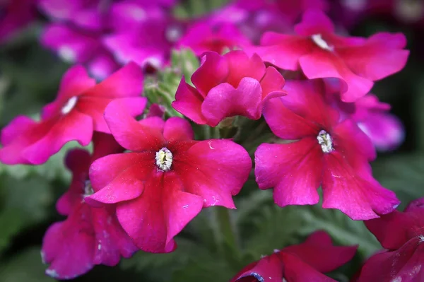 Macro bíbor rózsaszín verbéna virágok virágzik — Stock Fotó
