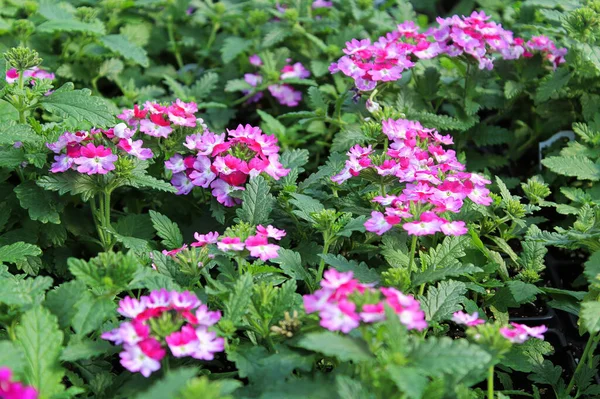 Een cluster van roze en witte verbena planten bloeien — Stockfoto