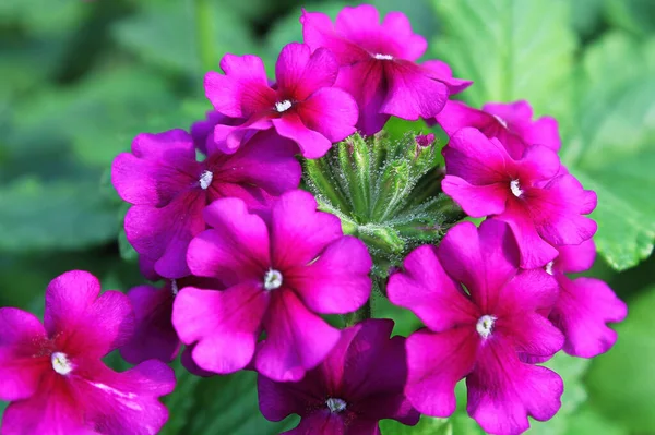 Makro av magenta rosa verbena blommor i blom — Stockfoto