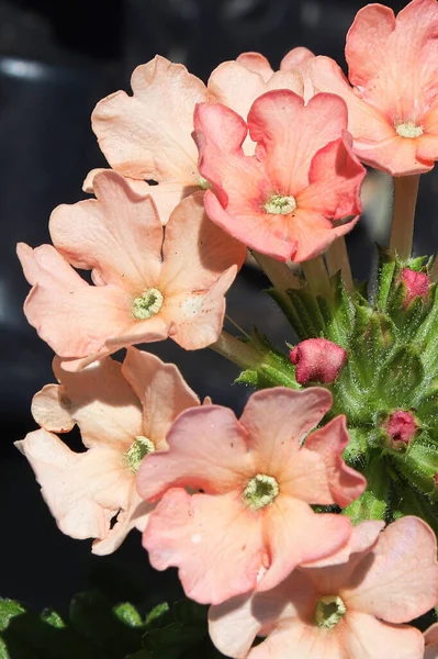 Vertikal makro av ett kluster av persika verbena blommor — Stockfoto