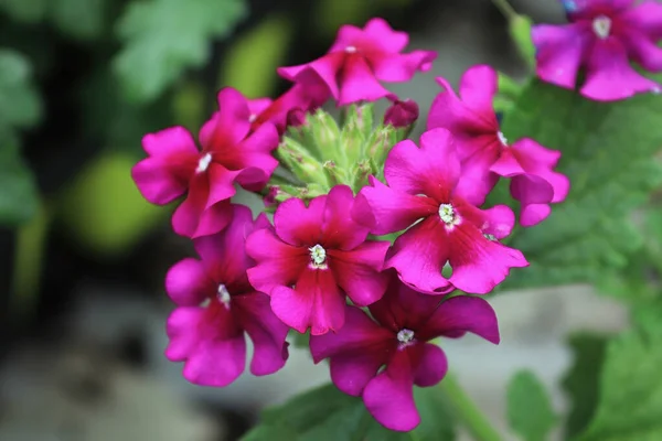 Makro av magenta rosa verbena blommor i blom — Stockfoto