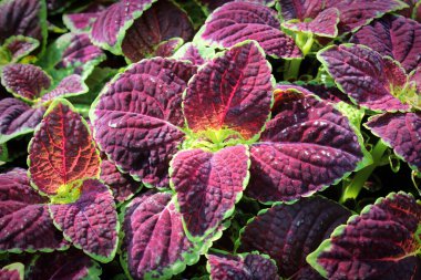 Kırmızı ve yeşil yapraklı kolaz bitkilerinden oluşan makro.