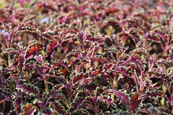 Macro de plantas de mudas coleus de folhas vermelhas e verdes — Fotografia de Stock