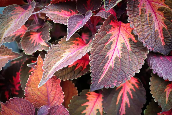 Макро из листьев розового и коричневого колея — стоковое фото