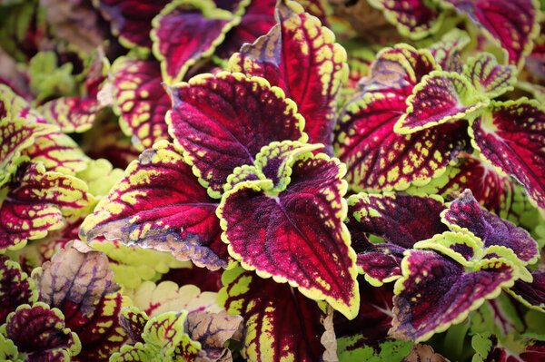 Closeup of red and green coleus plant leaves