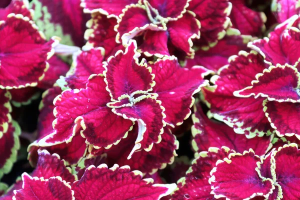 Primer plano de hojas de coleus de punta roja y verde — Foto de Stock