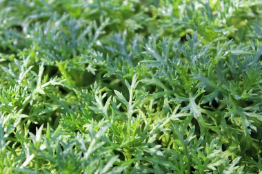 GranDaisy 'deki fidan yapraklarının makro görünümü