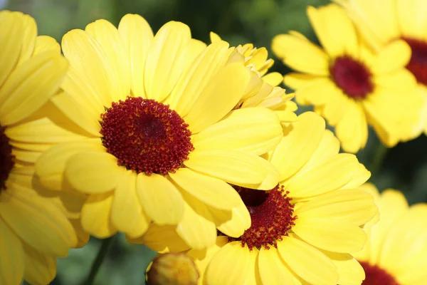 Background of a yellow argyranthemum flower centers — Stock Photo, Image