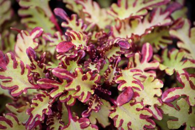 Coleus bitkisindeki çeşitli yaprakların makro görünümü