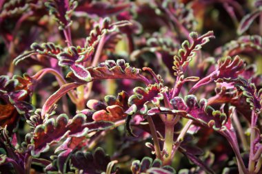 Kırmızı ve yeşil yapraklı Coleus tohumu bitkileri.