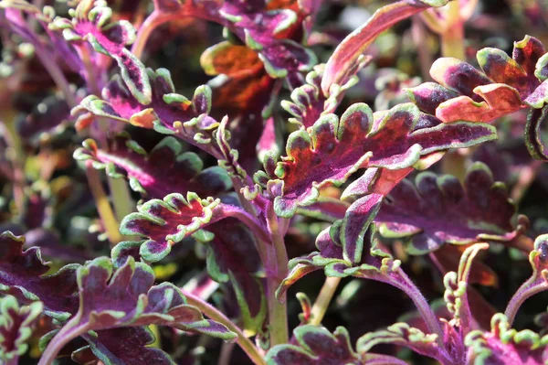 Macro de plantas de mudas coleus de folhas vermelhas e verdes — Fotografia de Stock