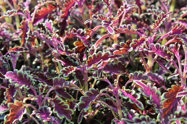 Macro de plantas de mudas coleus de folhas vermelhas e verdes — Fotografia de Stock