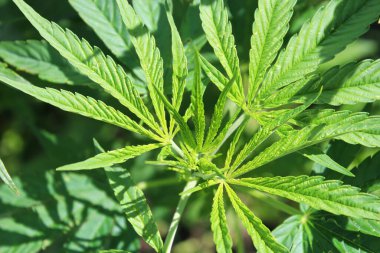 Hiç tomurcuk olmadan kenevir yaprağının uç kısımlarını kapat