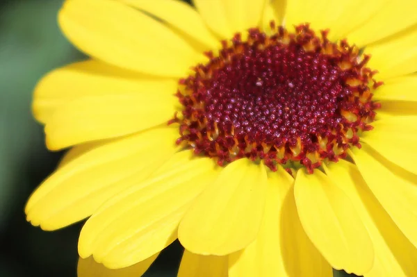 Macro background of a yellow argyranthemum flower center — Stock Photo, Image