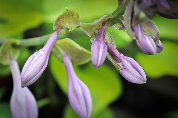 Makro kilátás nyílik a virág szőlő egy hosta növény — Stock Fotó