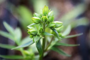 Jacobs merdiven fabrikasındaki genç yeşil buflar
