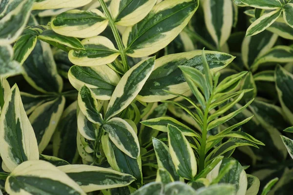 Closeup dari daun beraneka warna hijau pada Tangga Jacobs — Stok Foto