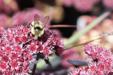 Bir yaban arısı pembe bir sedum bitkisine oturur.