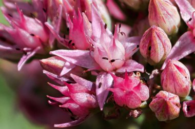 Sedum bitkisindeki narin pembe çiçeklerin makro görüntüsü