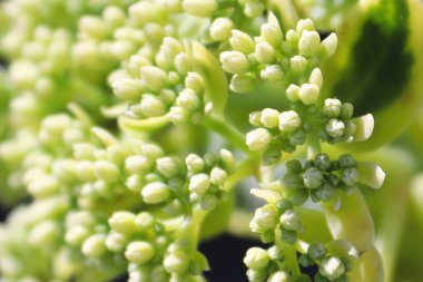 Sedumda tomurcuklanan bir arkaplan makrosu