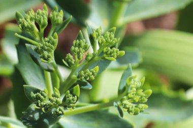 Sedumda tomurcuklar oluşturmanın yeşil arkaplanı