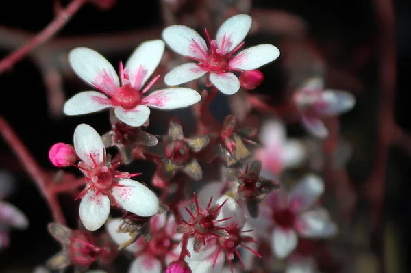 Макро изящных розовых многолетних саксофоровых цветов — стоковое фото