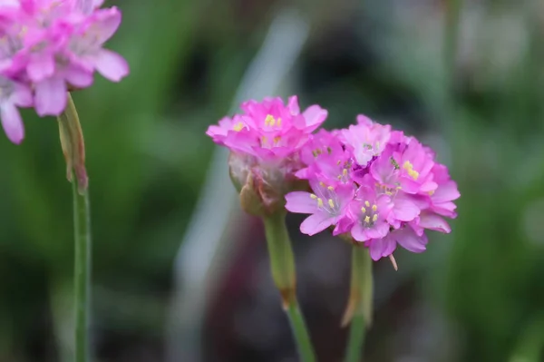 Detailní záběr růžové trhliny Armeria květiny na jaře — Stock fotografie