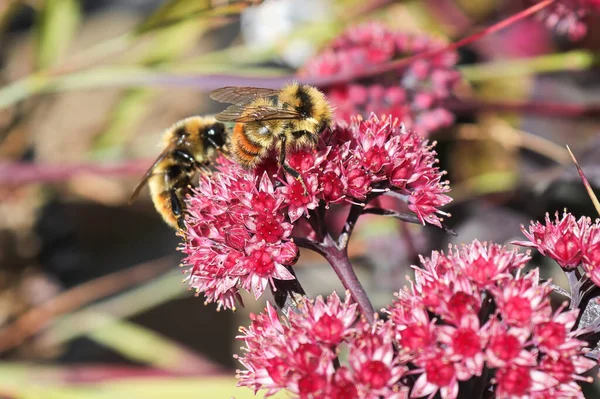 Two bumble bees pollinate a pink stonecrop plant — Stock Photo, Image