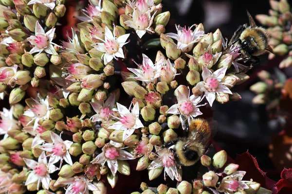 Two bumble bees work on pink sedum stonecrop — Stock Photo, Image
