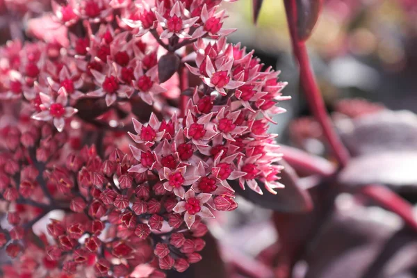 Closeup background of delicate flowers on a sedum — Stock Photo, Image