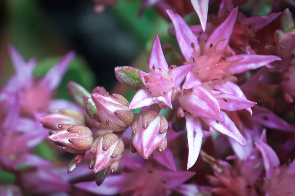 Макровид нежных розовых цветков на седативном растении — стоковое фото