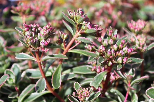 Kleine roze toppen op een bonte sedum plant — Stockfoto