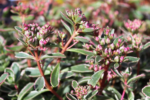 Drobné růžové pupínky na pestrobarevné rostlině sedum — Stock fotografie