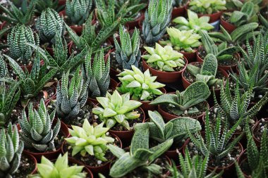 Küçük Haworthia, Küçük Siğil ve Aloe bitkileri.