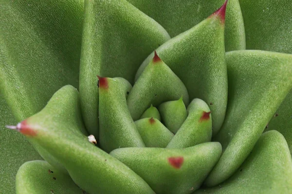 Macro of a green echeveria succulent center — Stock Photo, Image