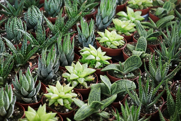 Küçük Haworthia, Küçük Siğil ve Aloe bitkileri.