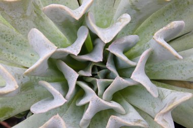 Topsy Turvey sulu bitkisinin makro merkezi