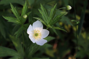 Candian ormanında yetişen vahşi Anemone 'a yakın.