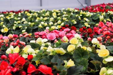 Çok renkli begonya çiçeklerinin olduğu masalar.