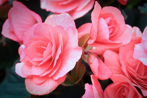 Makro bakgrund rosa begonia blommor i blom — Stockfoto