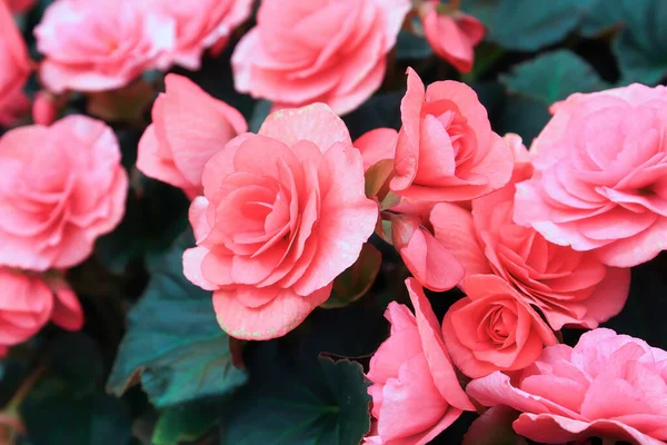 Closeup background of pink begonia flowers in bloom — Stock Photo, Image