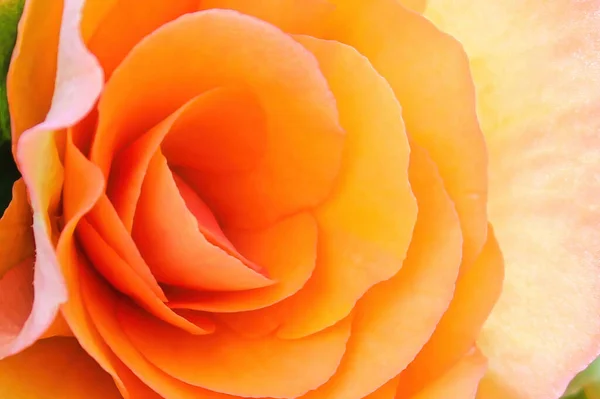 Macro of the center of a peach begonia in bloom — Stock Photo, Image