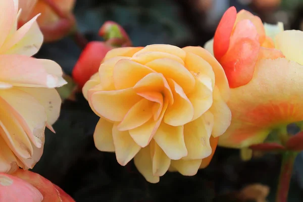 Macro background of peach begonia flowers in bloom — Stock Photo, Image