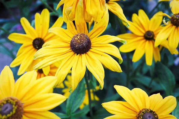 Clusters of yellow rudbeckia flowers blooming in the garden — Stock Photo, Image